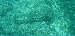 This cannon can be seen on the Inner Reef between Sam Lord's and Bottom Bay.
