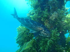 Seaweeds on piling with Dusky morwong
