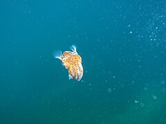 Bobtail squid Euprymna tasmanica