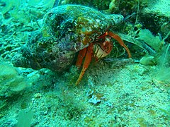 Hermit crab
