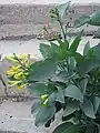 Tree Tobacco (Tabac HaSiakh)