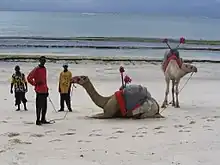 Pair of Camelus dromedarius on Diani Beach next to the Indian Ocean Beach Club hotel near Mombasa, Coast Province, Kenya.jpg