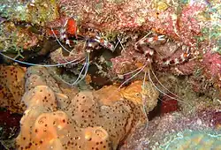 Two shrimps living on the Fathom.