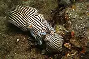 Striped Pyjama squid mating