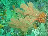 Sea fan