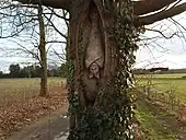 Bat