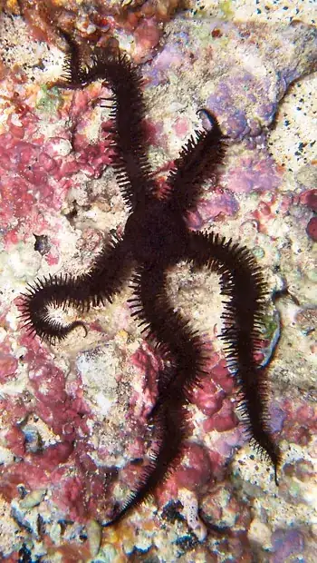 brittle star