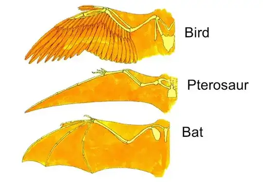 wings