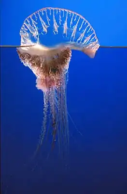 http://phylum-cnidaria.wikispaces.com/file/view/portuguese_man_o_war.jpg/208655852/portuguese_man_o_war.jpg
