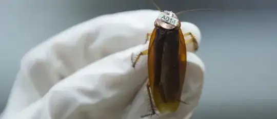 roach with tag