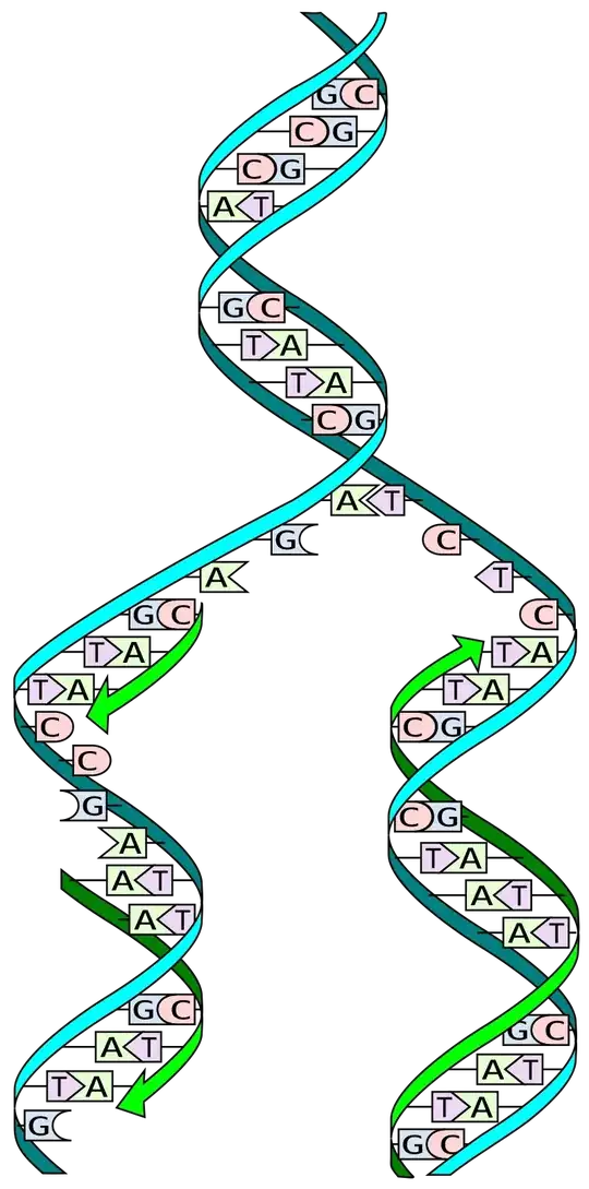 A diagram of the DNA double helix being unzipped for replication.
