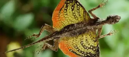 A Draco volans specimen gliding