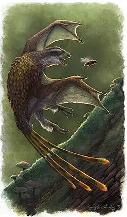 SCANSORIOPTERYGID