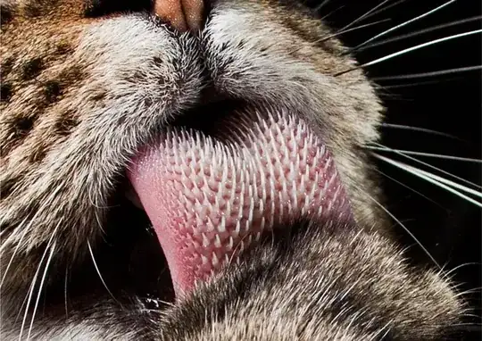 Lion tongue 