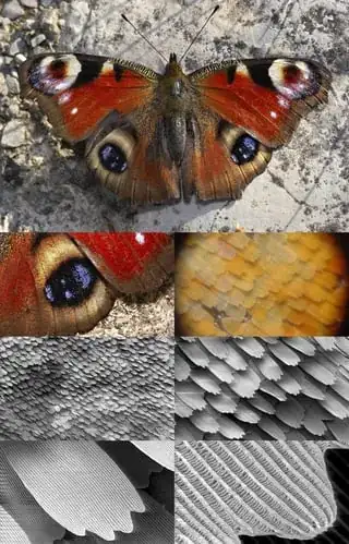 Butterfly wings