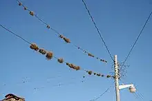 bromeliads on wire