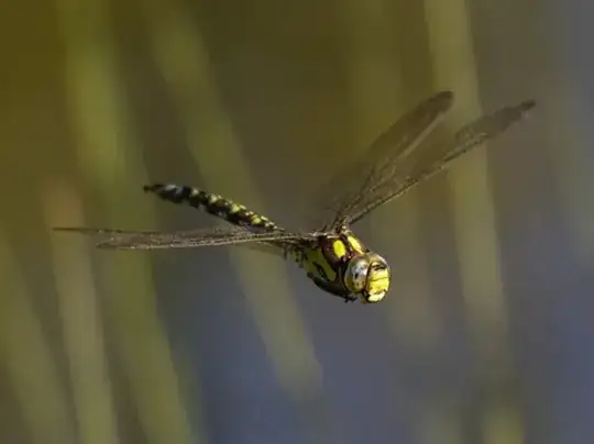 Dragonfly