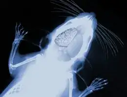 Mouse Brain