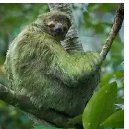 Check the lil buddy with his green coat.