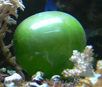 algae