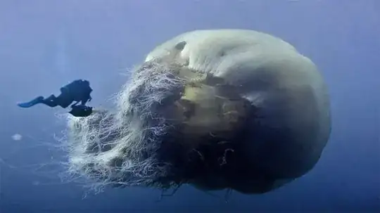 Lion's Mane Jellyfish