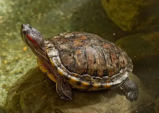 Teenage mutant ninja turtle