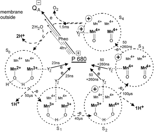 Joliot-Kok cycle diagram