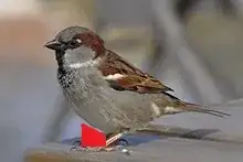 bird chair