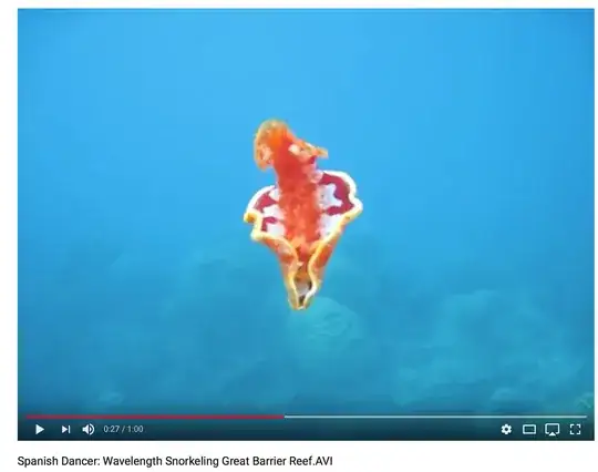 nudibranch swimming