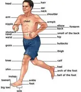 Human