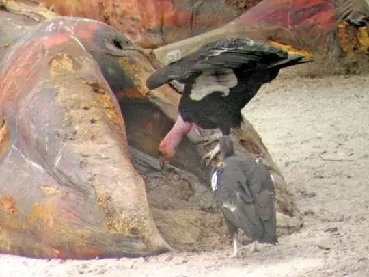 condors and whale
