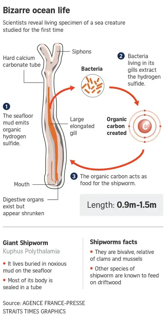 giant shipworm