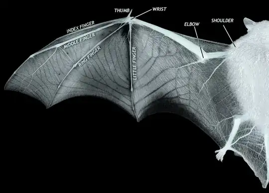 bat wing xray