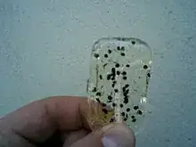 Lollipop with ants