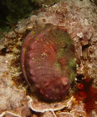 A Bullet Stopper