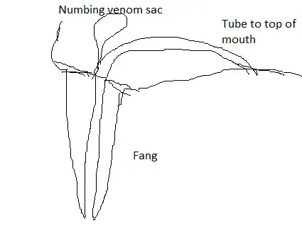 Vampire Teeth Cross-section