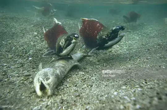 degenerating salmon