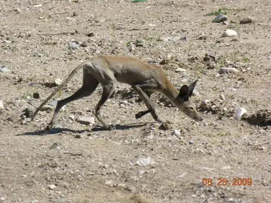 fox without hair