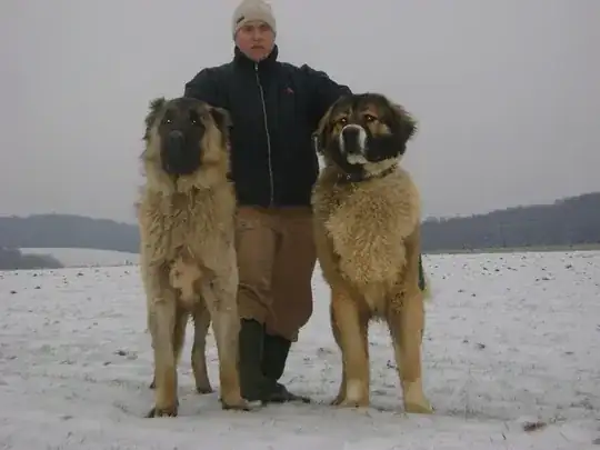 Caucasian Ovcharka