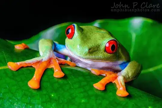 Red-eyed tree frog, or Agalychnis callidryas. Photo credit John Clare, http://www.rainforestjunkys.com/?attachment_id=234