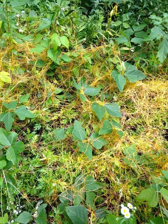 dodder