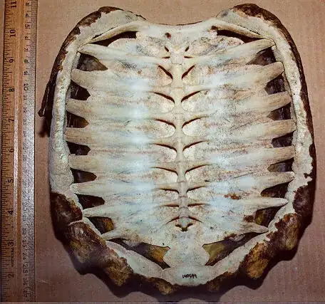 turtle shell