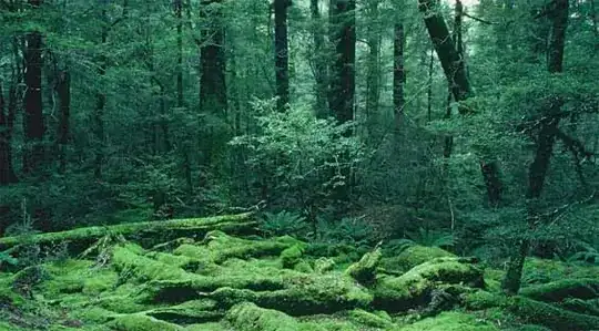 NZ bush