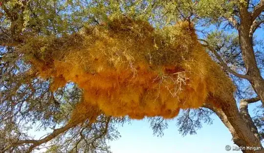 Grass colony