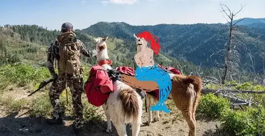 two llamas