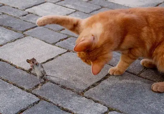 cat play with mouse