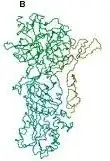 A messy, coiled chain of amino acids