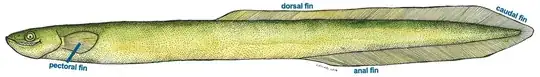 eel