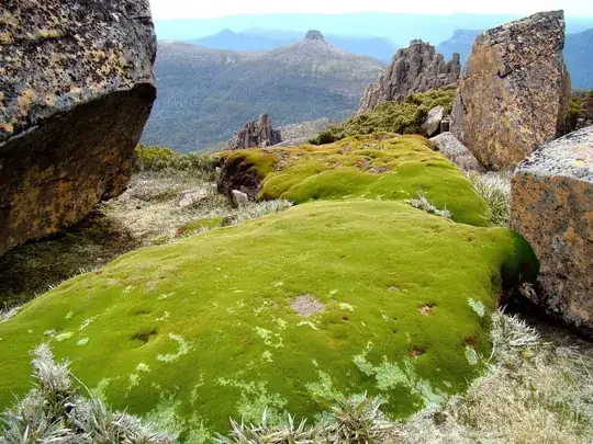 Tasmanian Cushion Plant by By Bjørn Christian Tørrissen