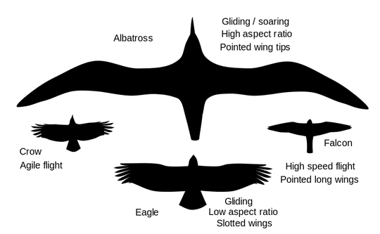 Wing aspect ratio